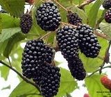 Wild Dewberries